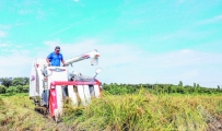 白兔镇农民驾驶农机收割首批有机早稻