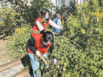 宝华镇新城社区组织社区干部、党员志愿者、网格员对宝林路沿线的“一枝黄花”进行清理